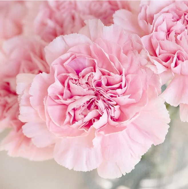 [Fresh Flowers] Blushing Beauty