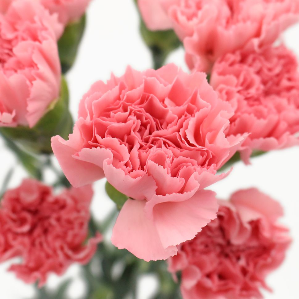 [Fresh Flowers] Blushing Beauty