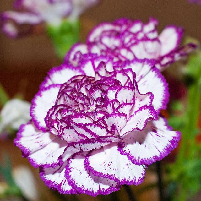 [Fresh Flowers] Blushing Beauty