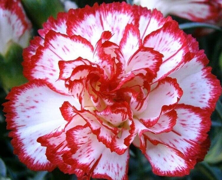 [Fresh Flowers] Blushing Beauty